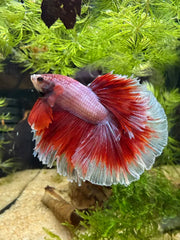 Betta Halfmoon triband red