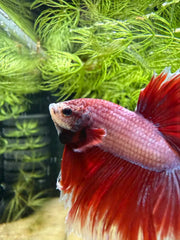Betta Halfmoon triband red