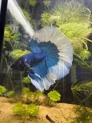 Betta Halfmoon Blue Butterfly