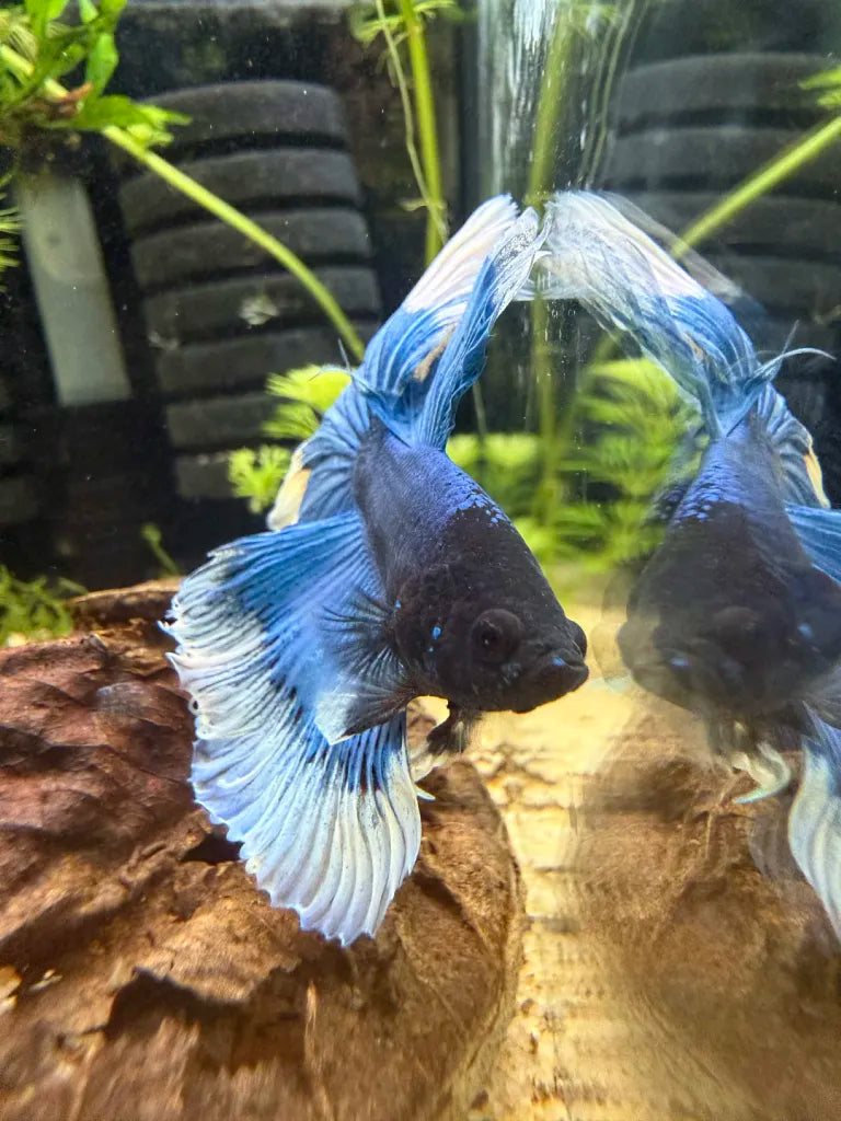 Betta Halfmoon Blue Butterfly