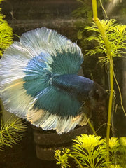 Betta Halfmoon Blue Butterfly