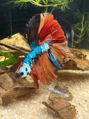 Betta Halfmoon Nemo Galaxy