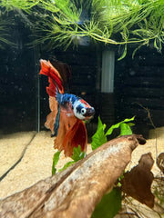 Betta Halfmoon Nemo Galaxy