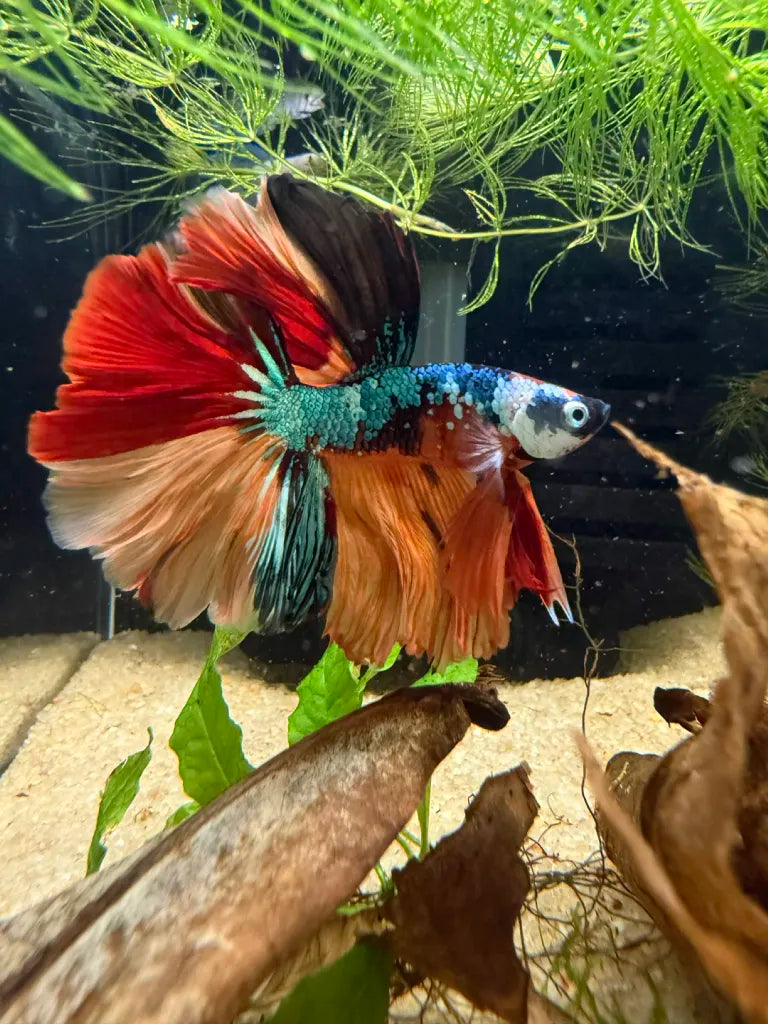 Betta Halfmoon Nemo Galaxy