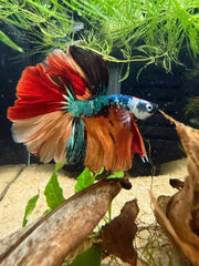Betta Halfmoon Nemo Galaxy