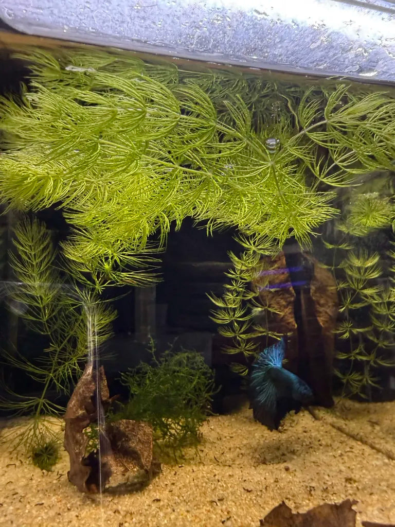 Ceratophyllum
