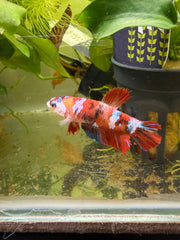 Femelle Plakat Nemo Galaxy
