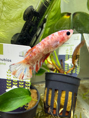 Femelle Plakat Nemo Koï