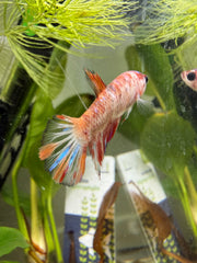 Femelle Plakat Nemo Koï
