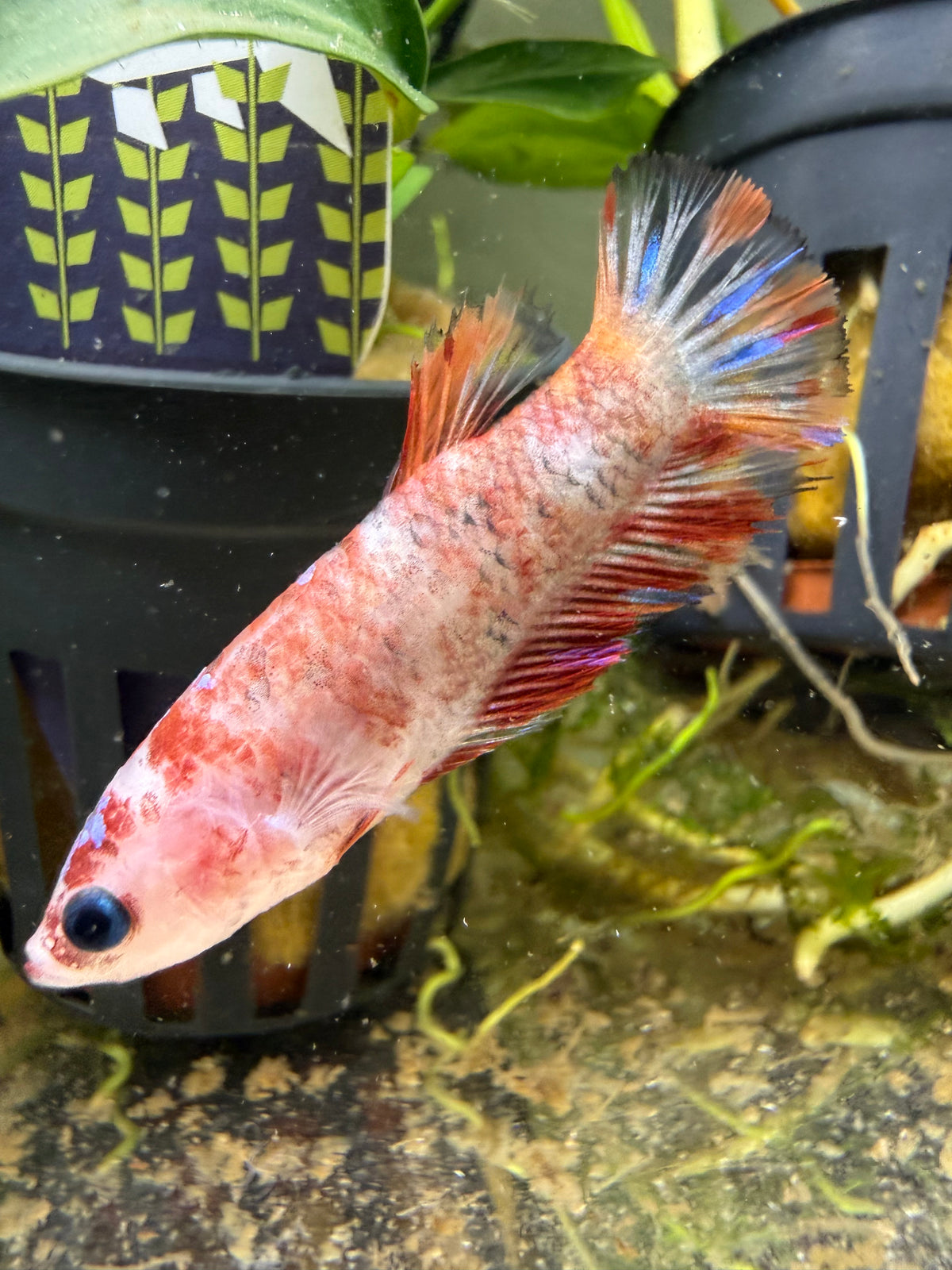 Femelle Plakat Nemo Koï