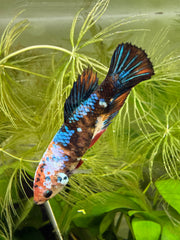 Femelle Plakat Nemo Galaxy