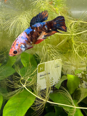 Femelle Plakat Nemo Galaxy