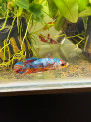 Femelle Plakat Nemo Galaxy