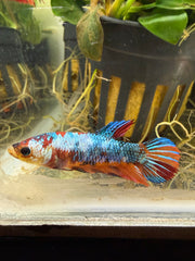 Femelle Plakat Nemo Galaxy