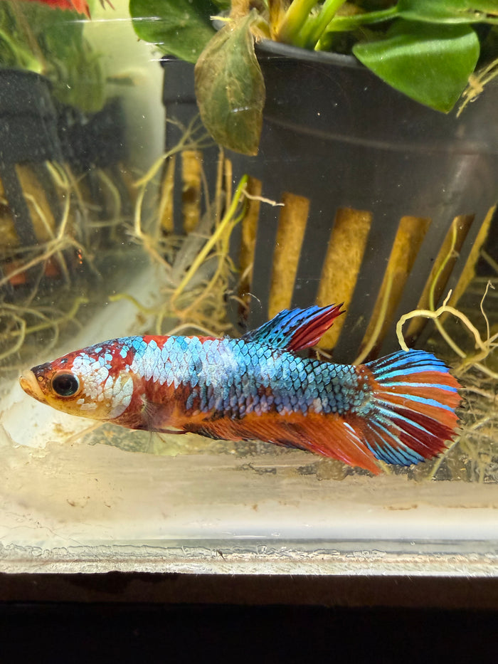 Femelle Plakat Nemo Galaxy