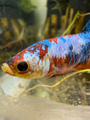 Femelle Plakat Nemo Galaxy