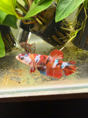 Femelle Plakat Nemo Galaxy