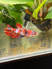 Femelle Plakat Nemo Galaxy