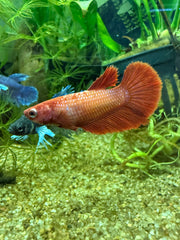 Femelle Halfmoon Red
