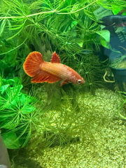 Femelle Halfmoon Red