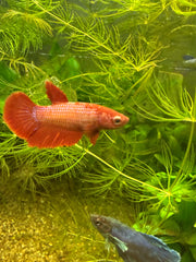 Femelle Halfmoon Red
