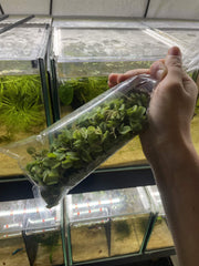Salvinia – Plante flottante d’aquarium – Portion de 25 g