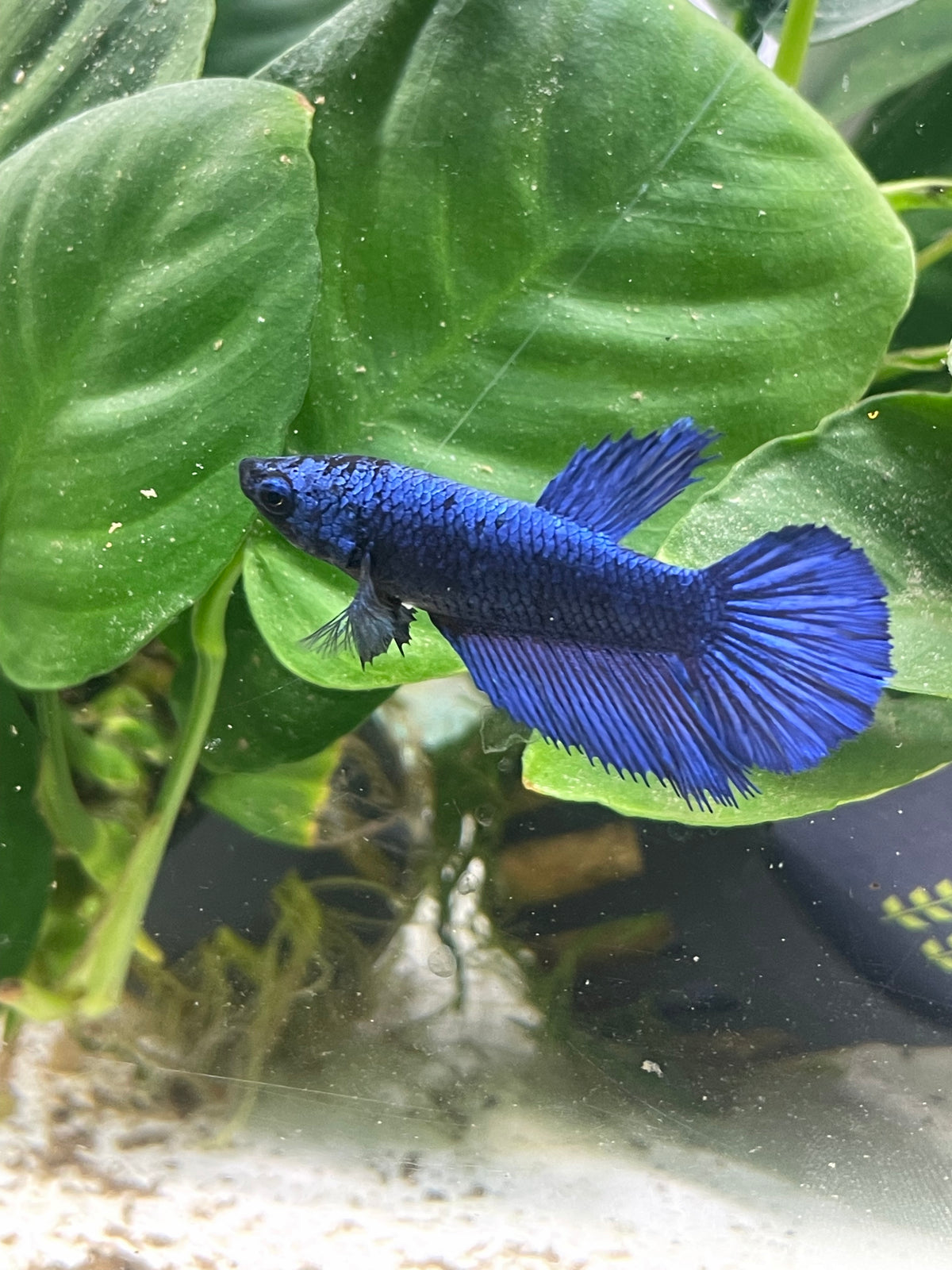 Femelle Halfmoon Bleu Royal
