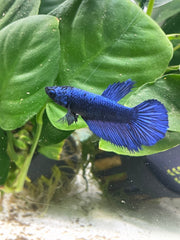 Femelle Halfmoon Bleu Royal