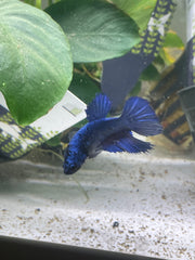 Femelle Halfmoon Bleu Royal