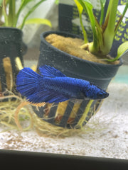 Femelle Halfmoon Bleu Royal
