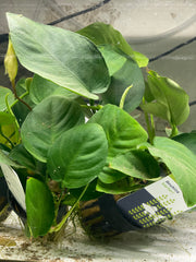Anubia Barteri