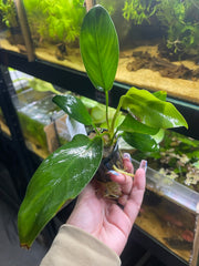 Anubia Hastifolia