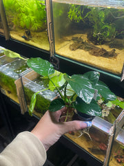 Anubia Barteri