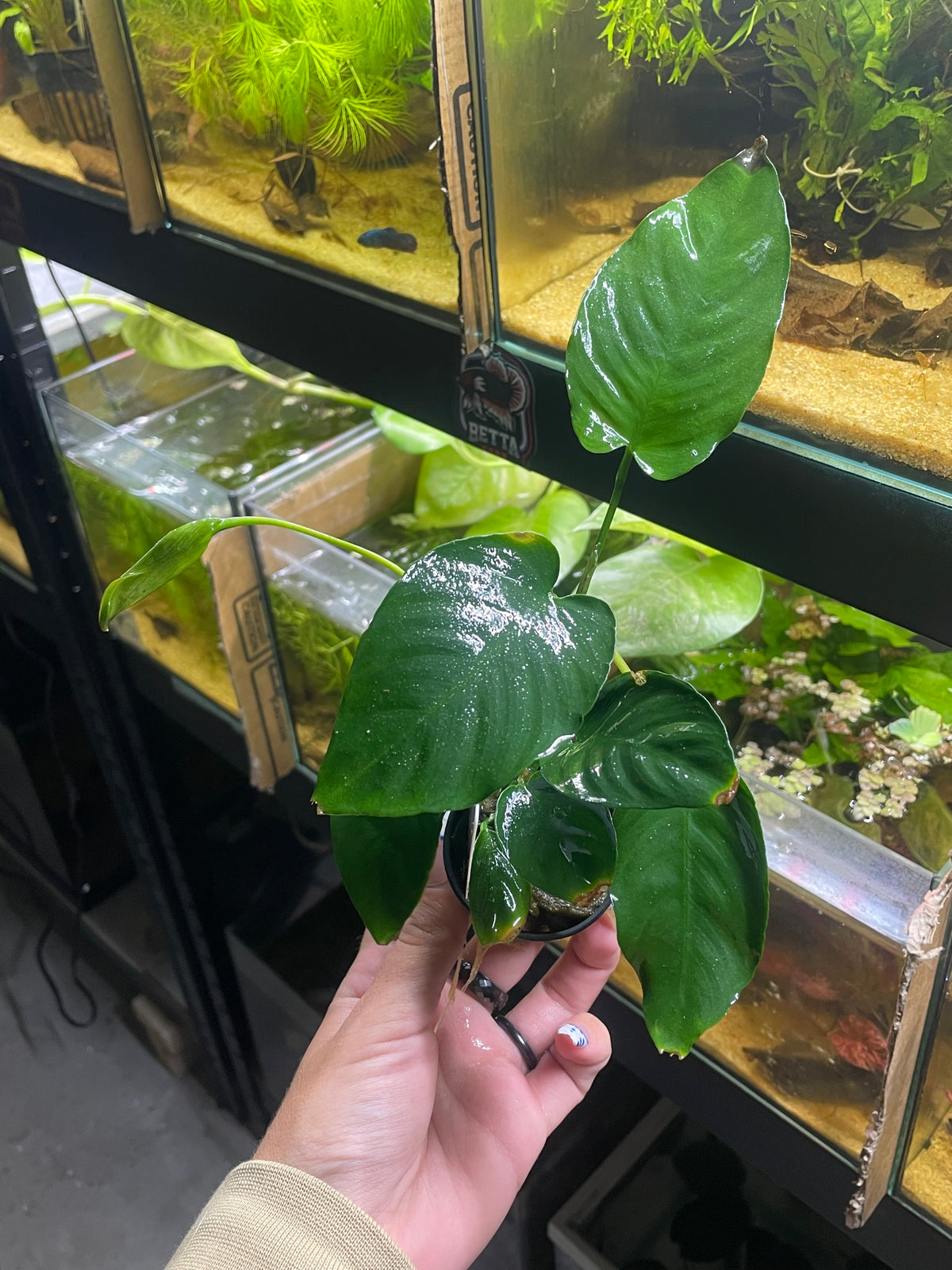 Anubia Barteri