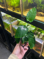 Anubia Barteri