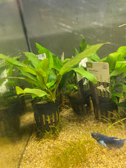 Anubia Minima
