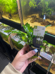 Anubia Minima