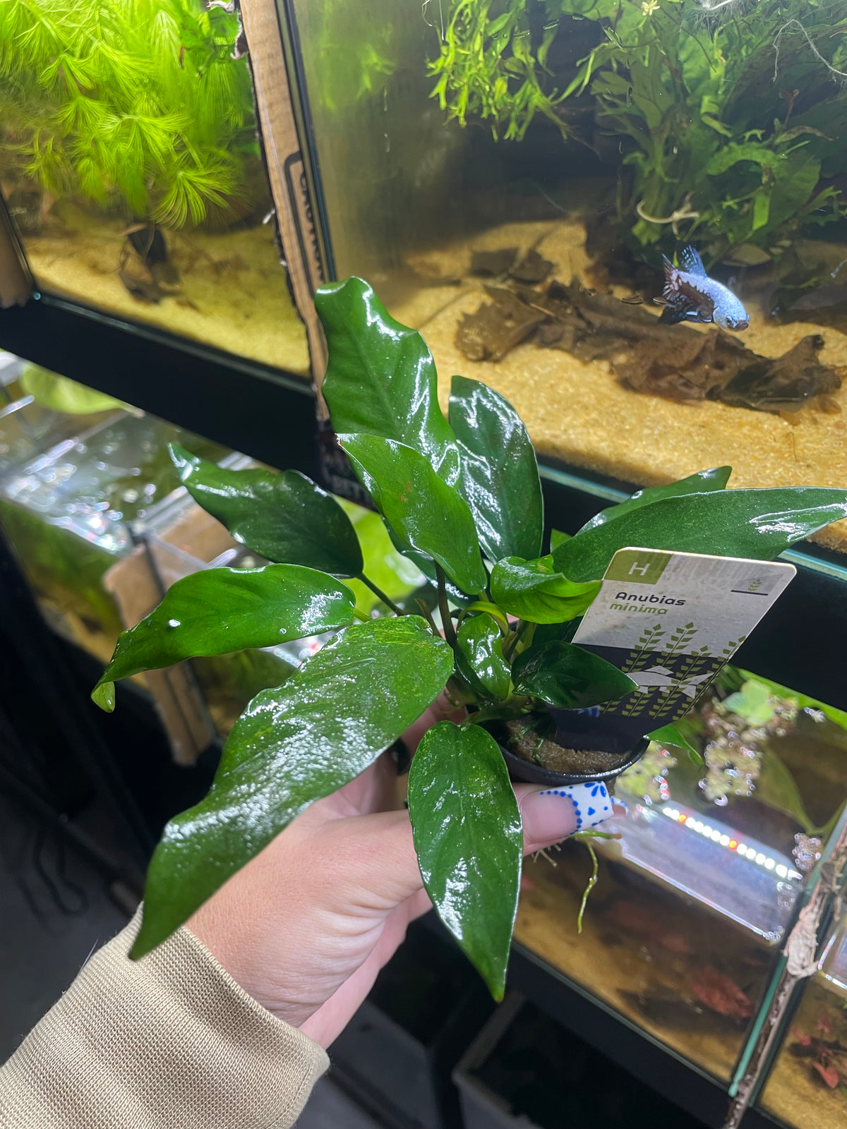 Anubia Minima