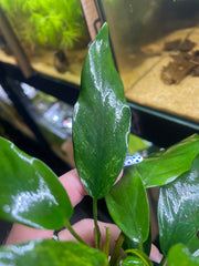 Anubia Minima