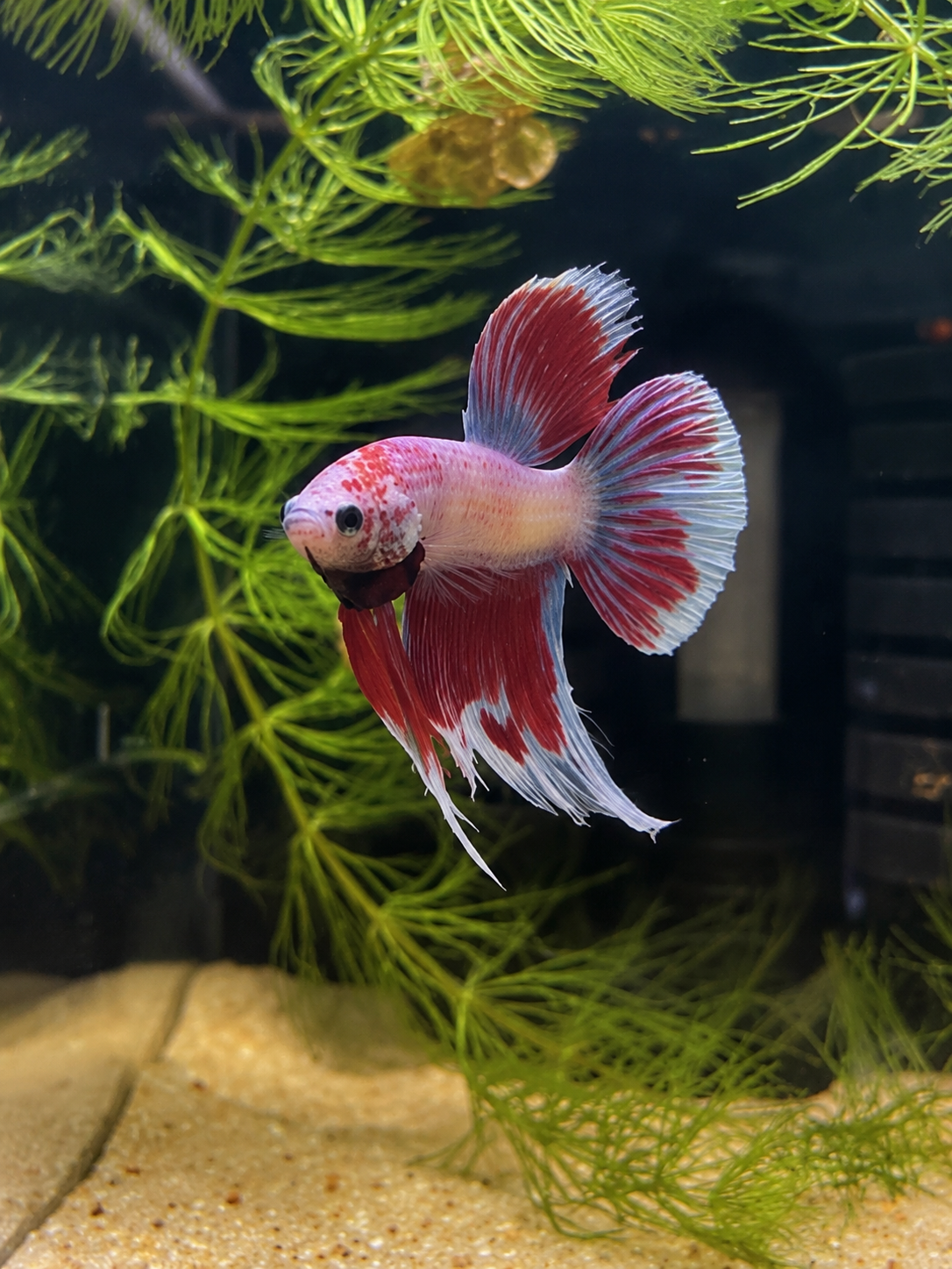 Betta  Veiltail Pink Butterfly