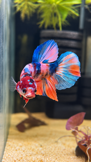 Betta Plakat Candy