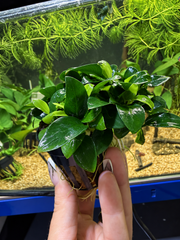 Anubias nana ‘Petite’ – Plante épiphyte d’aquarium