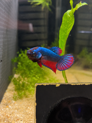 Betta Plakat Bicolore