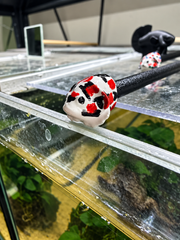 Bâton de parade tête de Betta – Koi rouge, noir  blanc