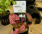 Nymphaea zenkeri Red – Lotus tigré rouge