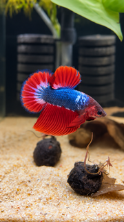 Betta Halfmoon Plakat Patriot