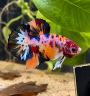 Betta  Plakat Nemo Candy