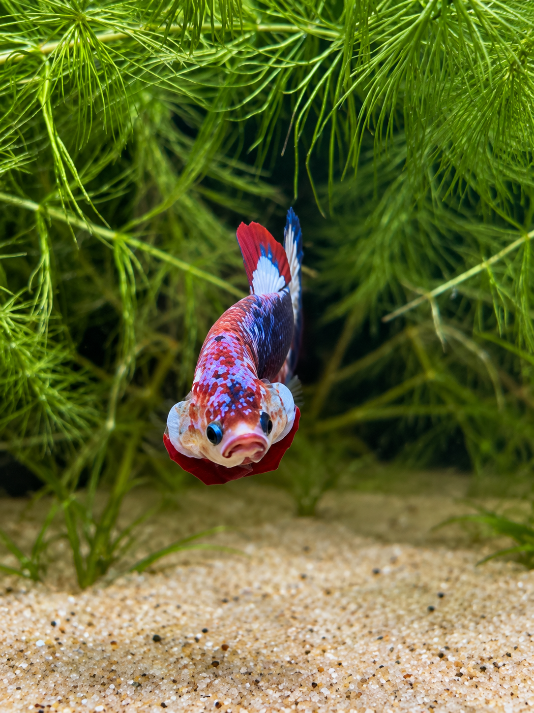 Betta Plakat Patriote