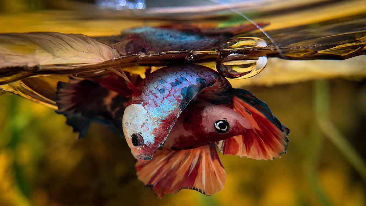 Élevage Betta - photo 9