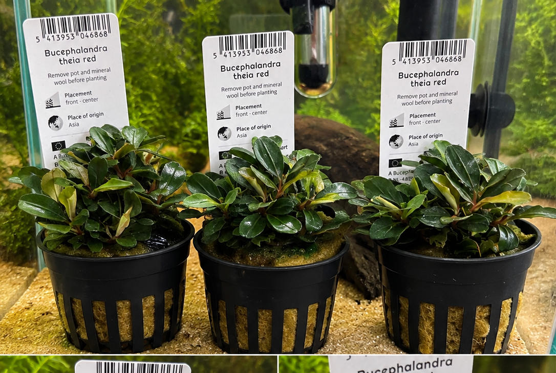 Bucephalandra Theia Red